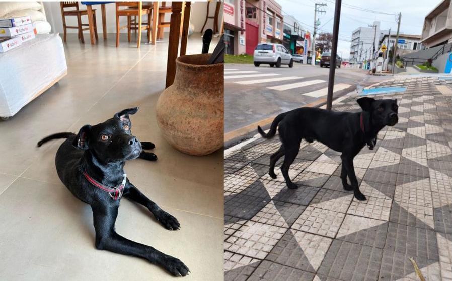  Família procura por Chico, desaparecido há 8 dias